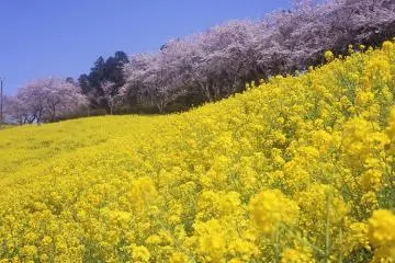 Springtime sakura bloom a little later here, so if you miss them in Tokyo... (Photo: Mother Farm)
