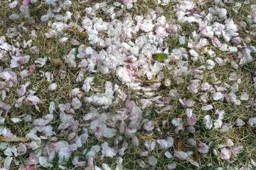 Shinjuku Gyoen - Cherry Blossoms