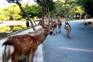 Close encounters with the wildlife on the way to Nara (Photo: <a href="https://www.flickr.com/photos/hollywood_north/3894306627" target="_blank" rel="noreferrer noopener nofollow">Sarah Marchildon</a> / <a href="https://creativecommons.org/licenses/by-nc-nd/2.0/" target="_blank" rel="noreferrer noopener nofollow">CC BY-NC-ND 2.0</a>)