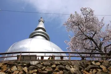 people sitting in front of the peace pagoda under the cherry blossoms enjoying lunch (Photo: <a href="http://www.gethiroshima.com" target="_blank" rel="noreferrer noopener nofollow">gethiroshima</a>)