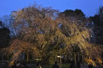 Shidare zakura (wheeping cherry tree) light up (Photo: Manish)