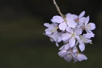 Night-time sakura (Photo: Manish)