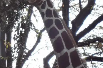 A giraffe munching on some leaves. (Photo: Tomoko Kamishima)
