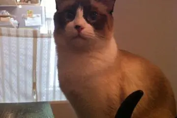 The Queen of the Cat Cafe