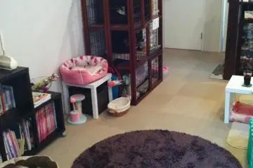 Coron Cat Cafe, Saga