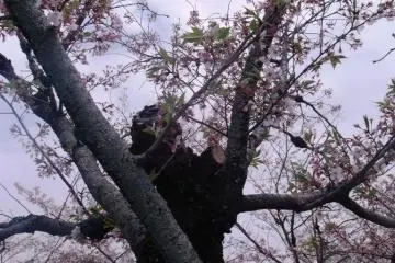 Sakura at the park