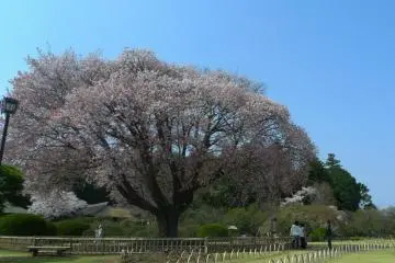 Kairakuen Garden in Spring