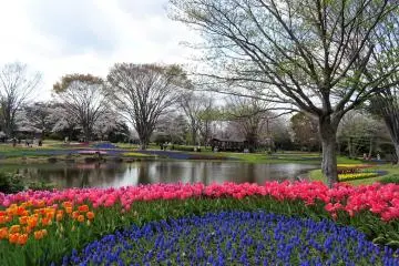 เทศกาลดอกไม้ Showa Memorial Park 2026