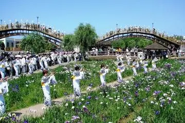 งานเทศกาลดอกไอริสแห่งอิทะโกะ 2026