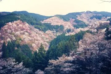Mount Yoshino Blossoms in April (Photo: Steph Marley)
