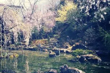 O Mount Yoshino! / I would not leave you, I feel / yet, until your flowers fall / would she wait for me? (Photo: photo: Steph Marley. Poem: Monk Saigyo)
