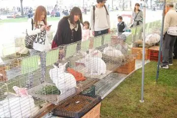 เทศกาล All Japan Giant Rabbit  2026