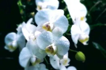 Bios no Oka Nature Park