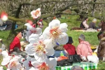 เทศกาล Odawara Ume Matsuri  2027