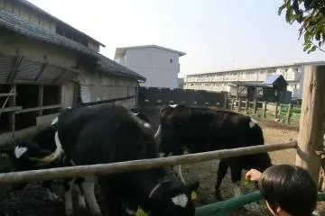 Cows in paddock