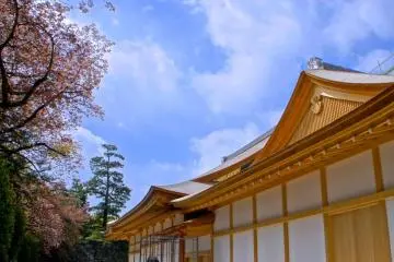 The pink blossoms go very well with with the fresh golden structure (Photo: Manish)