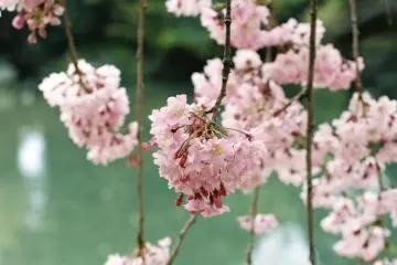 Hanami at Korakuen Garden