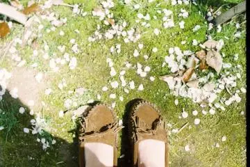 Cherry blossoms come and go quickly, so the ground is covered (Photo: Hannah Booth )