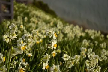 Nada-Kuroiwa Narcissus Field