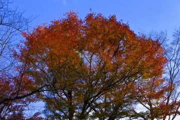 Autumn time peak at Kiyomizu-dera temple gardens (Photo: Manish)