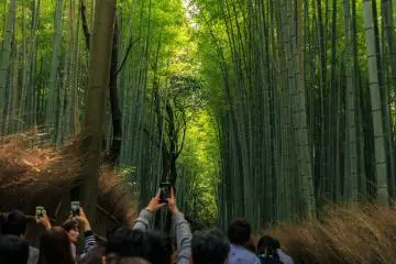 People on vacation taking some shots of the tall and mesmerizing bamboo trees at Arashiyama Bamboo Grove in Kyoto Prefecture, (Photo: <a href="https://www.flickr.com/photos/reggiepen/17899053121/" target="_blank" rel="noreferrer noopener nofollow">Reginald Pentinio</a>)