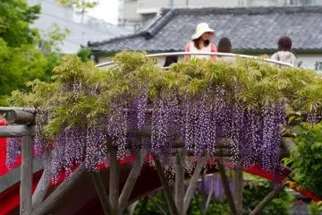 Wisteria Festival, Kameido Tenjin