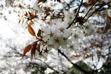 The cherry blossom is the symbol of Japan. In Mount Yoshino you have the opportunity to see it over a number of weeks. (Photo: Bonson Lam / JT)