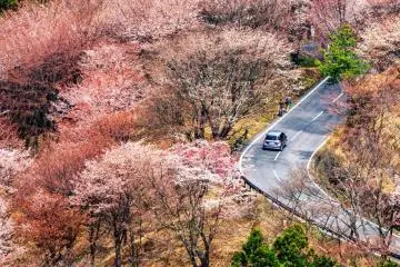 Sakura Mountain Road (Photo: <a href="https://www.flickr.com/photos/reggiepen/26334229162/in/photolist-bDx7Tm-bSrWJt-bSrXaX-H3sq88-G84NRQ-bSrVz8-bDxb17-bSrWxT-bDxbu1-bSrQNg-rV1j5V-rUVN8e-bDx9K7-bDx8FA-bDxe7o-bSrS7X" target="_blank" rel="noreferrer noopener nofollow">Reginald Pentinio</a> / <a href="https://creativecommons.org/licenses/by/2.0/" target="_blank" rel="noreferrer noopener nofollow">CC BY 2.0</a>)
