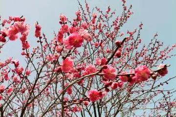 Mamurogawa