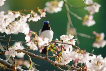 Unzen Amakusa National Park