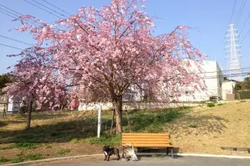 A French Bulldog & Cherry Blossoms