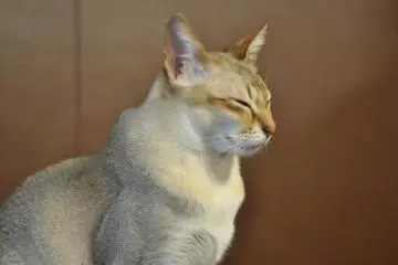 One of the many short-haired variety of cats at the café