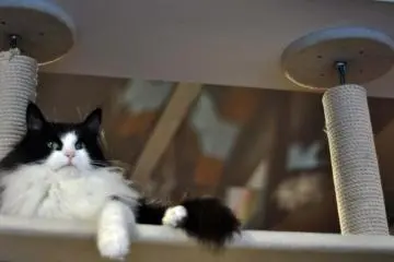 There are many high shelves where the cats can go for some alone time