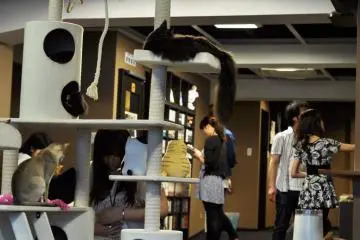 The main room on the 5th floor where you will find most of the cats.