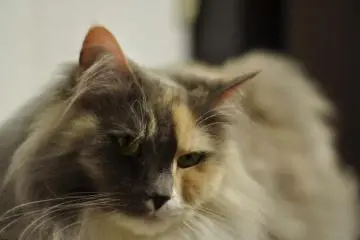 This long-haired cat I saw on the way out sitting calmly on a shelf