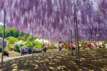 Ashikaga Flower Park in May - Part 1