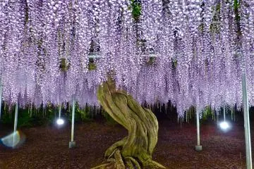 Ashikaga Flower Park in May - Part 2