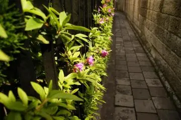 Pathway leading around the walls of the temple