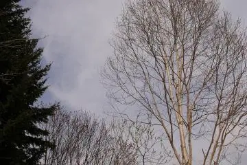 Trees are starting to awaken
