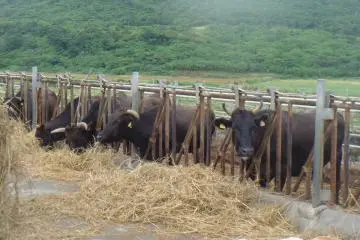 Cattle (Photo: 본인)