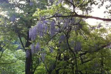 The Fuji tree (Japanese wisteria) in full bloom (Photo: Tomaoki Sato)