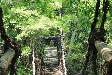 A bridge made of vines at Shikoku Mura (Photo: Laura MacLean)