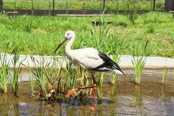 Kounotori no Sato Stork Preserve