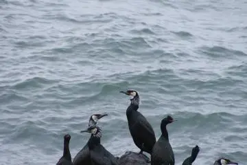 Spectacled Guillemots congregate along the peninsula