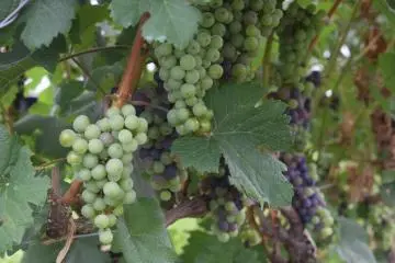 Lễ hội rượu vang Echigo Winery 2026