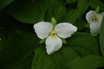 As the weather warms up the flowers arrive