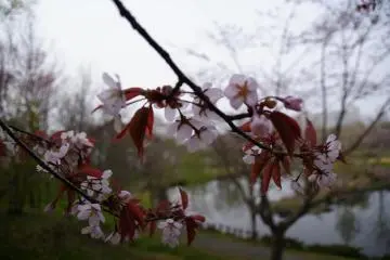 Better late than never, blossoms begin near the start of June