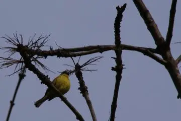 A Parus Major (Great Tit) sings its song