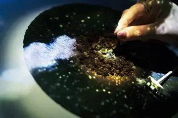 Planting seeds in the soil to begin (Photo: Tree by Naked)