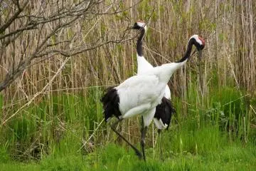 The Tancho Crane Reserve in Kushiro